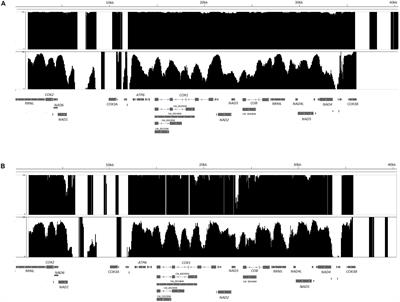 Evidence for Mitochondrial Genome Methylation in the Yeast Candida albicans: A Potential Novel Epigenetic Mechanism Affecting Adaptation and Pathogenicity?